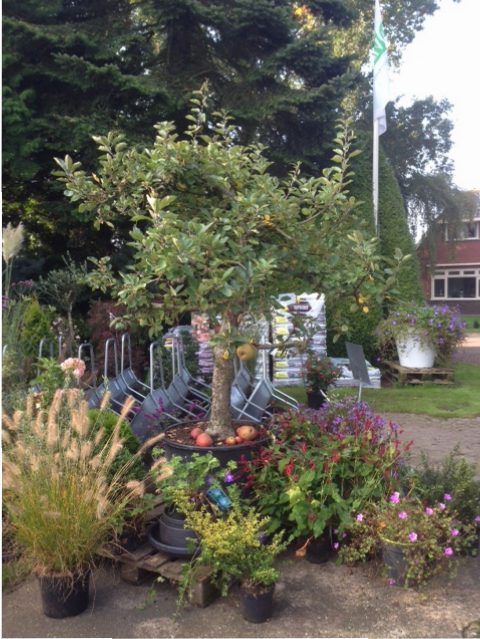 Ongelofelijk Jonge dame Vijf Oude fruitbomen - Boomkwekerij, tuincentrum Friesland